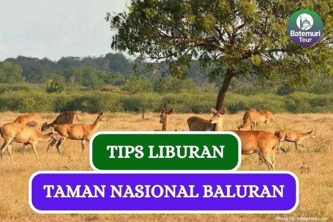 Ini Dia 7 Tips yang Harus Kamu Tau Sebelum Berlibur ke Taman Nasional Baluran